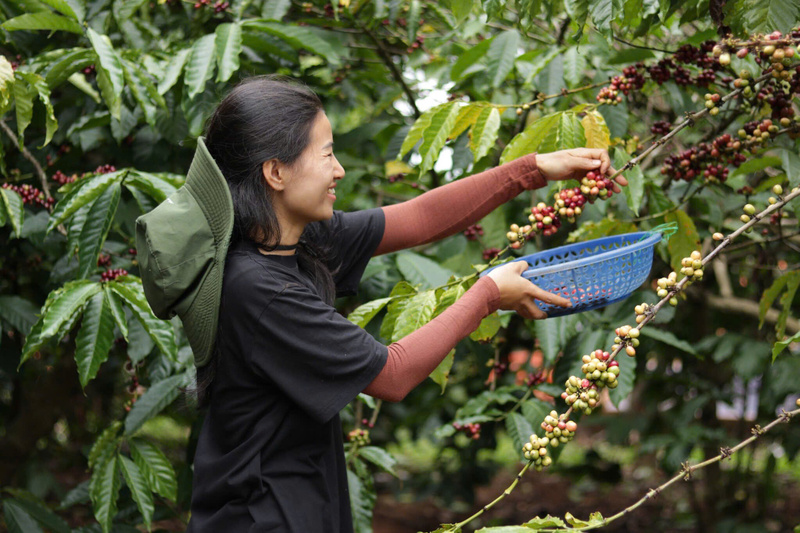 Nông dân vui vẻ khi cà phê khi đến vụ mùa thu hoạch. Ảnh: Cẩm Thảo