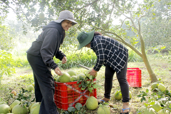 Thu hoạch bưởi da xanh Sông Xoài. Ảnh: Đông Hiếu