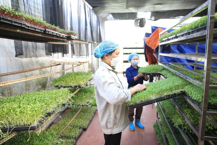 Các lĩnh vực Tipaza đang thúc đẩy phát triển nông nghiệp công nghệ cao, chế biến Trang Chủ OKVIP COM Top #1, chế biến thủy sản, đặc biệt là thủy sản nước mặn như cá ngừ... Ảnh: Trung Thắng