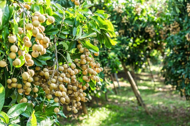 Tây Bắc là vùng có nhiều tiềm năng, lợi thế về phát triển nông lâm sản hàng hóa.