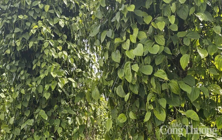 Những vườn tiêu xanh tốt, trĩu quả được trồng ở Gia Lai