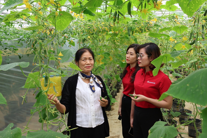 Một mô hình sản xuất nông nghiệp hữu cơ từ nguồn vốn đầu tư của Agribank.