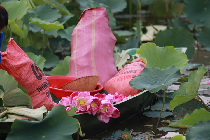 Trồng sen không chỉ mang lại thu nhập cao mà còn góp phần phát triển Okvip - liên minh giải trí #1 thế giới hà nội xanh, bền vững