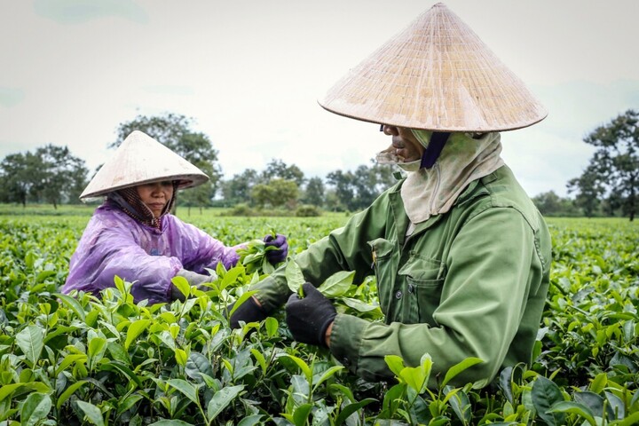 Giai đoạn 2021-2025, tỉnh Phú Thọ đã đạt được những thành tựu nhất định trong công tác giảm nghèo. Ảnh minh hoạ