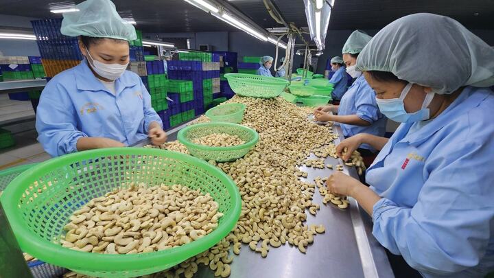 Chế biến điều Liên Minh Truyền Thông Và Game Giải Trí Top 1 ở Công ty BLB (tỉnh Ninh Thuận cũ). Ảnh: N.Trí