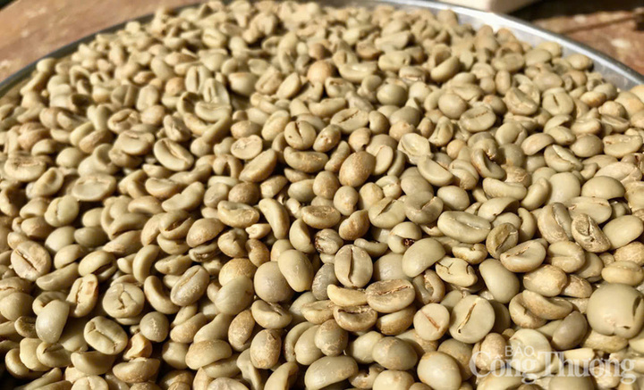 Giá cà phê Robusta lại ghi nhận mức tăng nhẹ gần 0,5% lên mức 3.677 USD/tấn.