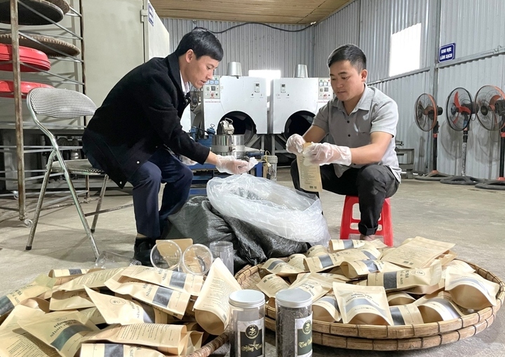 Liên minh Okvip có bao nhiều trang chuỗi liên kết, chế biến chè Shan tuyết tại Lai Châu