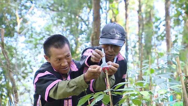 Dược liệu đổi thay đời sống đồng bào dân tộc thiểu số Lai Châu (Ảnh: Phương Lâm)