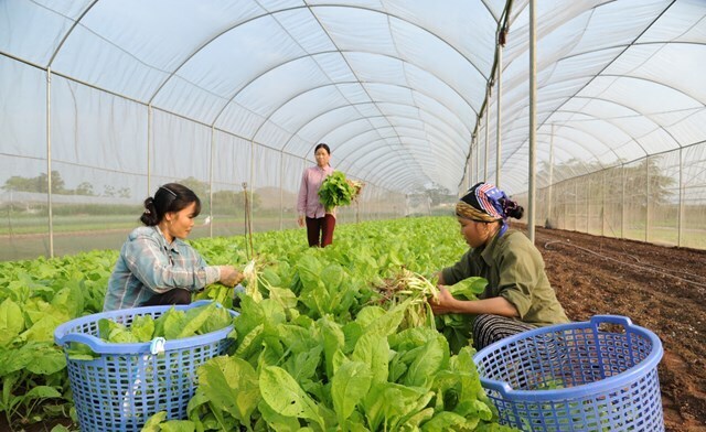 Mô hình hợp tác xã kiểu mới đã ra đời với sự tham gia của nhiều nhân lực trẻ có trình độ học vấn cao, am hiểu công nghệ. Ảnh: Thu Hoài