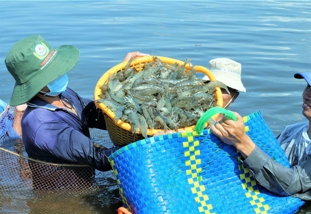 Thu hoạch tôm ở Cà Mau. Ảnh: Tùng Lâm