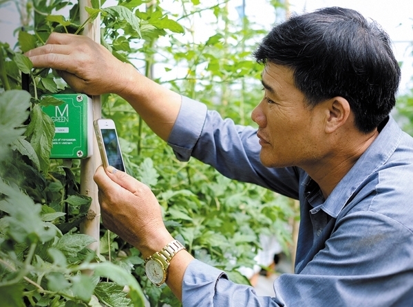 Người dân ứng dụng khoa học công nghệ trong chăm sóc cây trồng. Ảnh minh họa