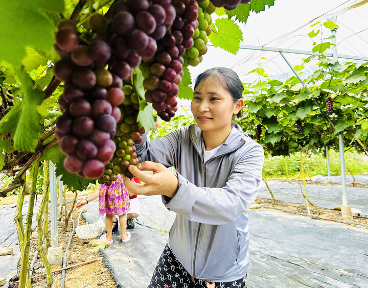 Chị Nguyễn Thị Hồng Hạnh chăm sóc vườn nho Hạ Đen. Ảnh: Đức Thọ