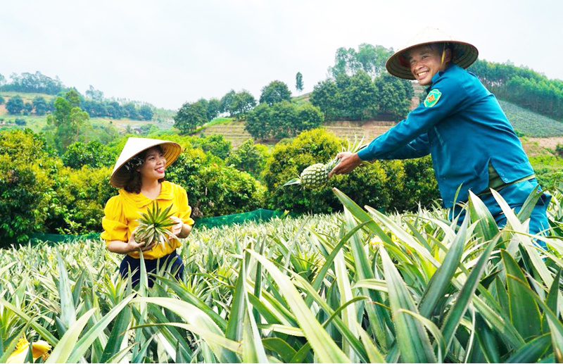Nghệ An hướng đến câu dứa sẽ trở thành cây trồng chủ lực. Ảnh: Đông Phong