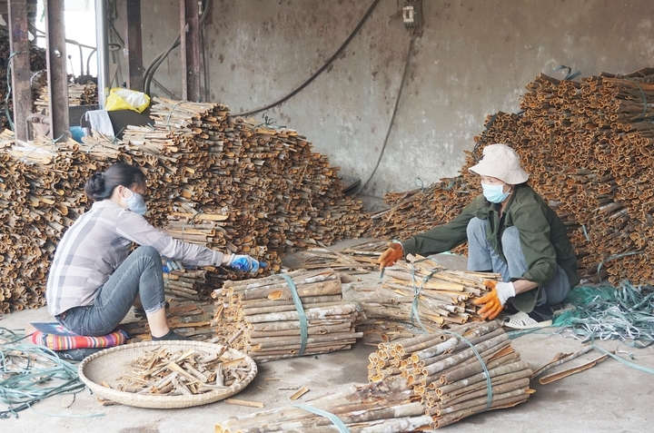 Cây quế được mệnh danh là "vàng xanh" của bà con đồng bào dân tộc Lào Cai