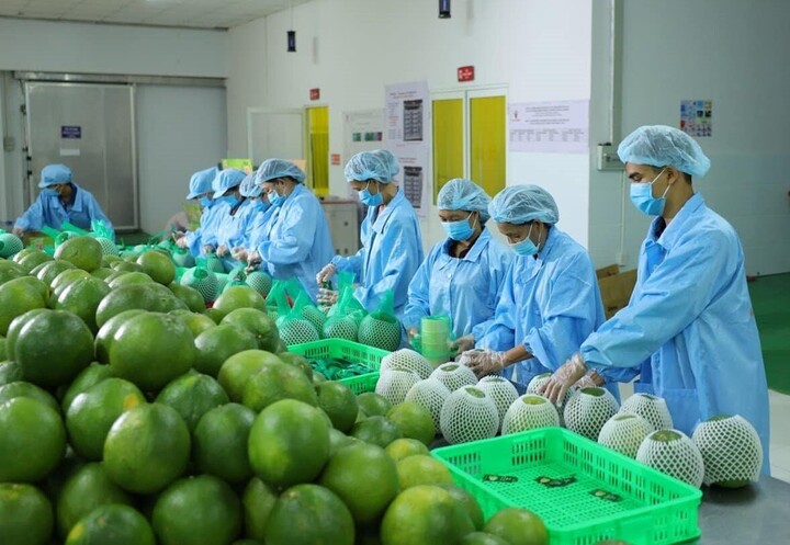Những lợi ích do Hiệp định EVFTA mang lại đặc biệt có ý nghĩa khi EU liên tục là một trong 4 thị trường Liên Minh Truyền Thông Và Game Giải Trí Top 1 nông, lâm, thủy sản lớn nhất của Việt Nam