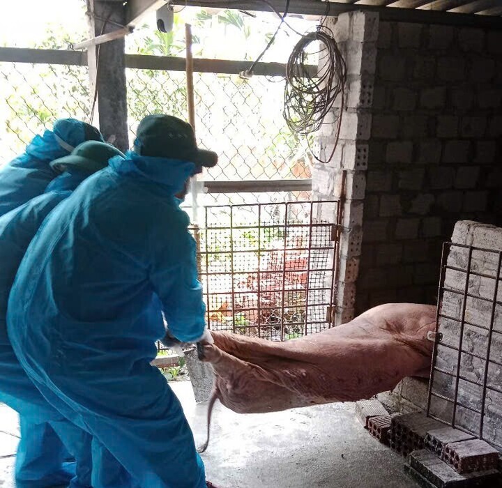 Nhiều địa phương tại Quảng Ngãi ghi nhận các ổ dịch tả lợn châu Phi.