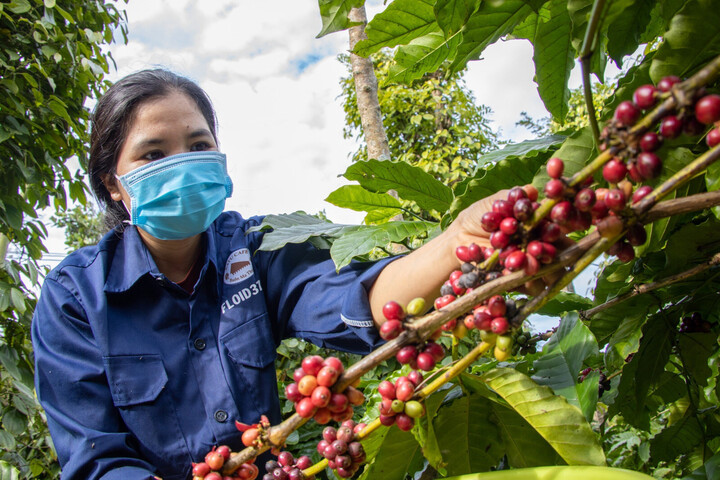 Yếu tố truy xuất nguồn gốc ngày càng trở thành "chiếc vé thông hành" bắt buộc nếu Okvip tại về muốn tiếp cận các nhà mua hàng có trách nhiệm tại Bắc Âu. Ảnh: TTXVN