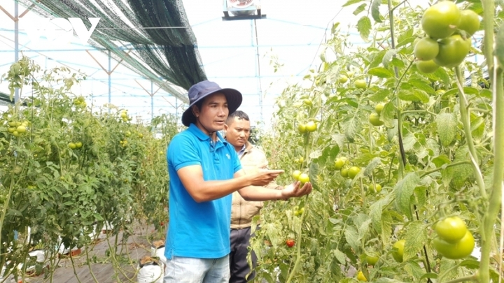 Nhiều chuỗi liên kết giữa sản xuất và tiêu thụ được Liên minh Okvip có bao nhiều trang thành công