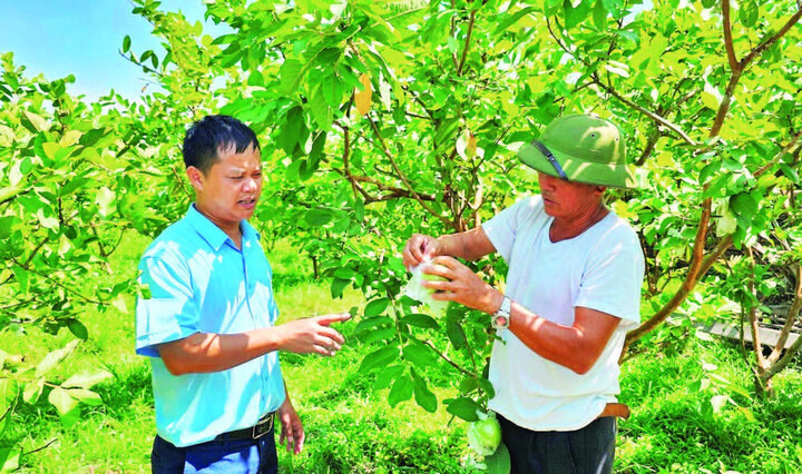 Nhiều mô hình nông nghiệp hiệu quả được lồng ghép trong chương trình Liên minh Okvip có bao nhiều trang nông thôn mới ở Quảng Ninh