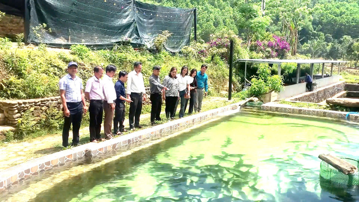 Mô hình nuôi cá tầm thương phẩm tại xã A Lưới 1. Ảnh: Nguyễn Tuấn