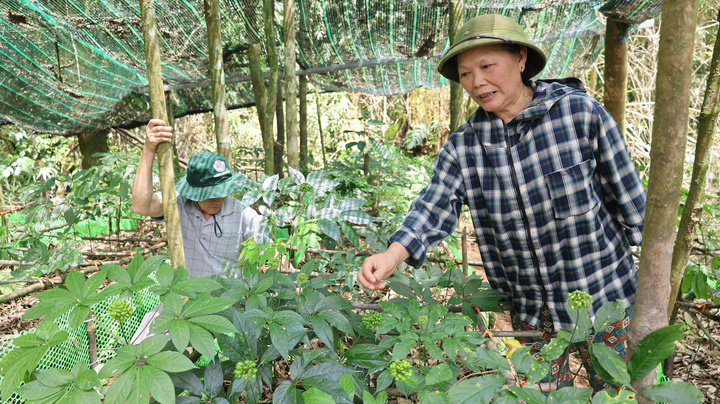 Sau thời gian chăm sóc, những cây sâm di thực từ Lai Châu về đã cho ra hoa. Ảnh: Quốc Huy