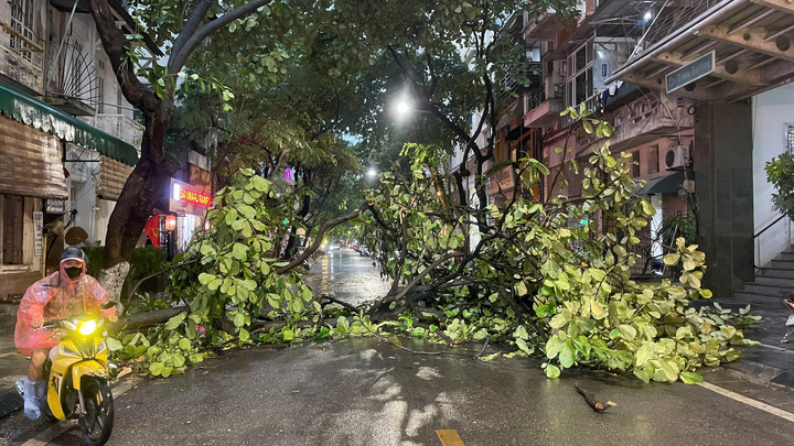 Cây xanh cổ thụ trên phố Triệu Việt Vương cũng bị gió quật đổ sau cơn giông, mưa lớn xảy ra vào chiều ngày 19/7