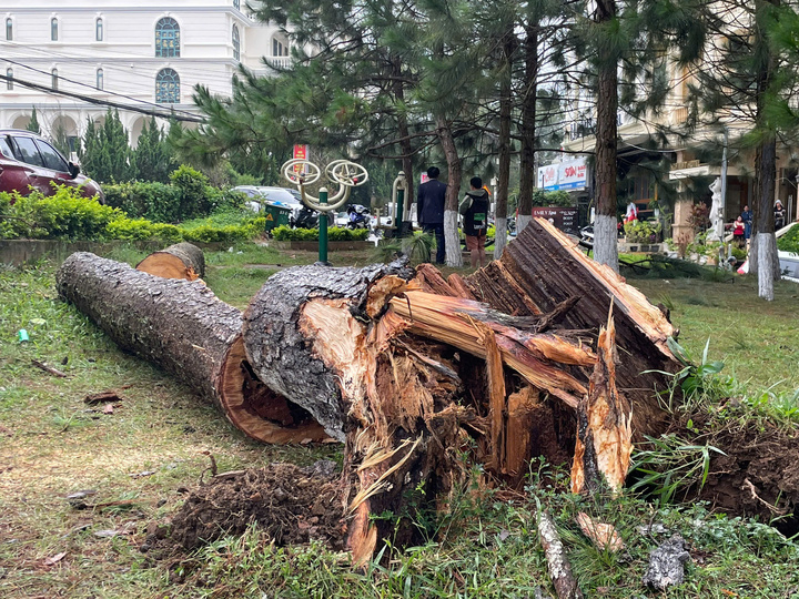 Sau bão chính quyền tỉnh Lâm Đồng cần kiểm tra, rà soát các cây xanh trên địa bàn có nguy cơ ngã đổ do mục trong thân cây