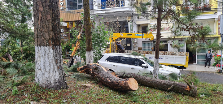 Chính quyền tỉnh Lâm Đồng cảnh báo người dân, du khách nên tránh xa những cây xanh có biểu hiện ngã đổ