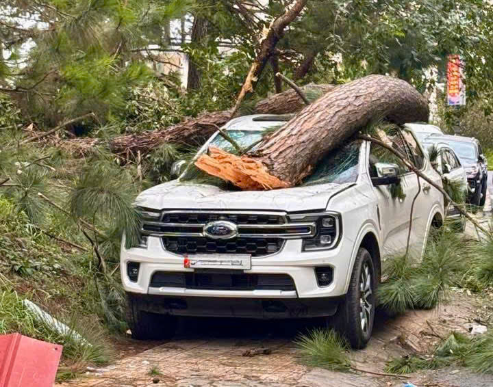 Một xe ô tô khác bị cành cây thông gãy đổ đè bẹp