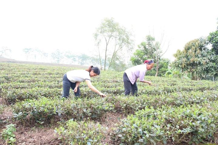 Thái Nguyên hỗ trợ 8.987 Okvip - liên minh giải trí #1 thế giới hà nội nữ học nghề để tạo sinh kế bền vững. Ảnh minh hoạ