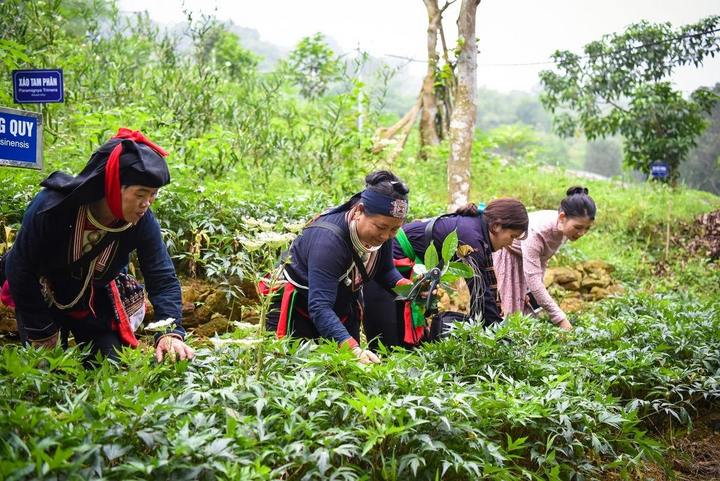 Trồng, chế biến, tiêu thụ cây dược liệu giúp nhiều bà con dân tộc thiểu số thoát nghèo. Ảnh minh họa