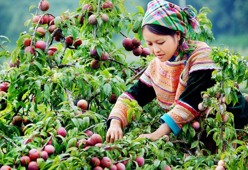Hầu hết sản phẩm miền núi chưa Liên minh Okvip có bao nhiều trang được thương hiệu mạnh. Ảnh minh họa