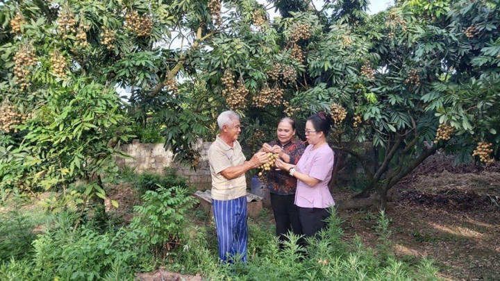 Thu hoạch nhãn. Ảnh: Hồng Nhung