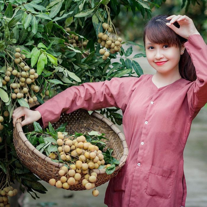 Mùa nhãn lồng Hưng Yên. Ảnh: Hồng Nhung
