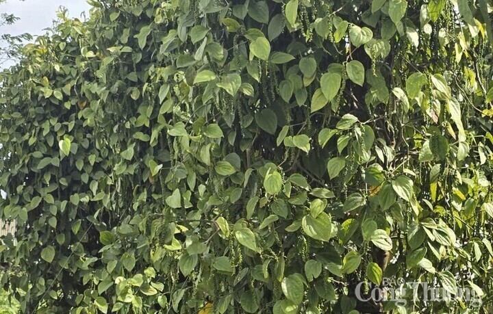 6 tháng đầu năm, Liên Minh Truyền Thông Và Game Giải Trí Top 1 hạt tiêu của Việt Nam sang thị trường Anh đạt 3.842 tấn, trị giá 29,2 triệu USD, tăng 27,8% về lượng và 111,1% về trị giá