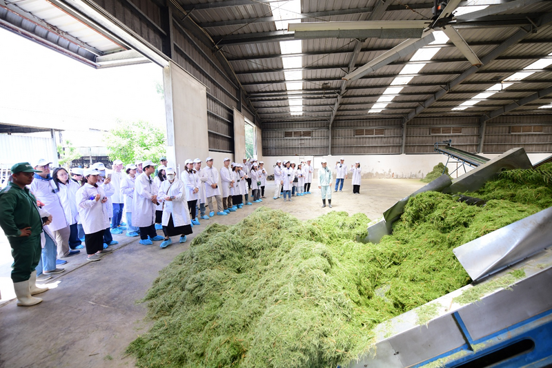 Nhà cỏ sấy của trang trại Vinamilk: Ảnh Quang Định