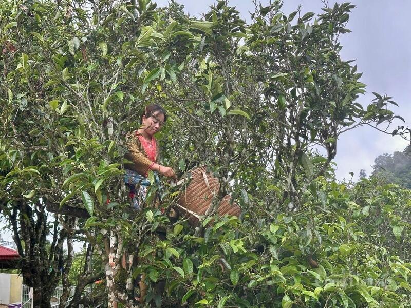Bạch trà mẫu đơn hiện là sản phẩm OCOP tiêu biểu của tỉnh Điện Biên. Ảnh: Thu Thủy