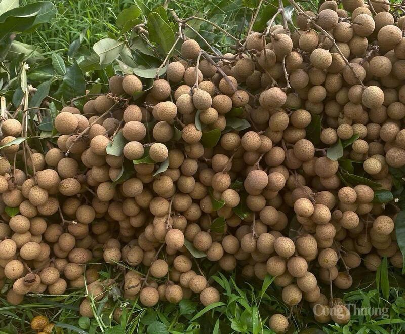 Nhãn lồng Hưng Yên đầu vụ "làm mưa, làm gió" chợ Việt.