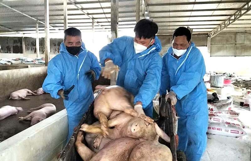 Dịch tả lợn Châu Phi bùng phát, nhiều hộ chăn nuôi ở Tuyên Quang trắng tay. Ảnh: Đào Thanh.