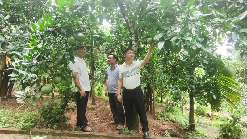 Bưởi là cây trồng chủ lực của bà con địa phương