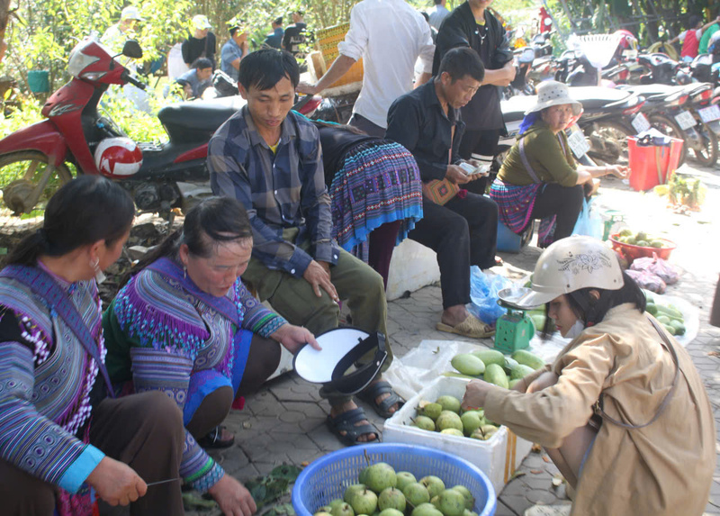 Quả lê xanh được bày bán tại chợ Bắc Hà phục vụ khách OKLVIE sản phẩm thuộc hệ thống OKVIP là trang web tổ chức phát sóng bóng đá trực tiếp, live casino , nỗ hũ, bắn cá