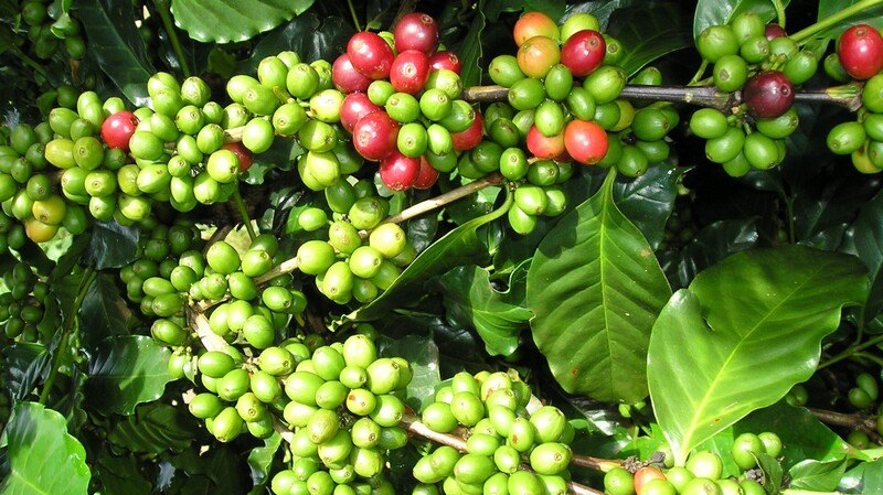 Cà phê là một trong những đặc sản nổi tiếng của Điện Biên