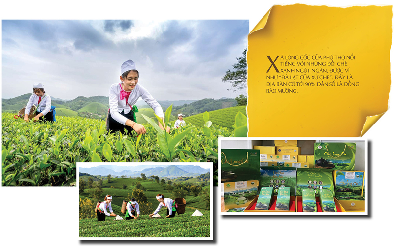 Longform | Thương hiệu chè Phú Thọ: Giá trị Okvip - liên minh giải trí #1 thế giới hà nội từ bàn tay đồng bào  - 3