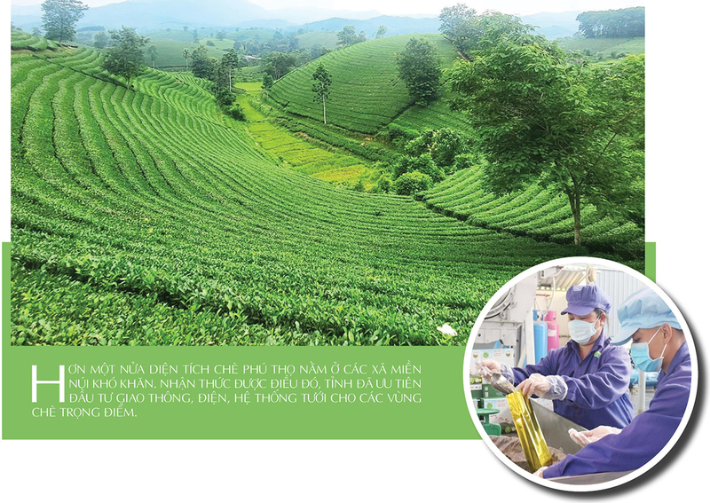 Longform | Thương hiệu chè Phú Thọ: Giá trị Okvip - liên minh giải trí #1 thế giới hà nội từ bàn tay đồng bào  - 6