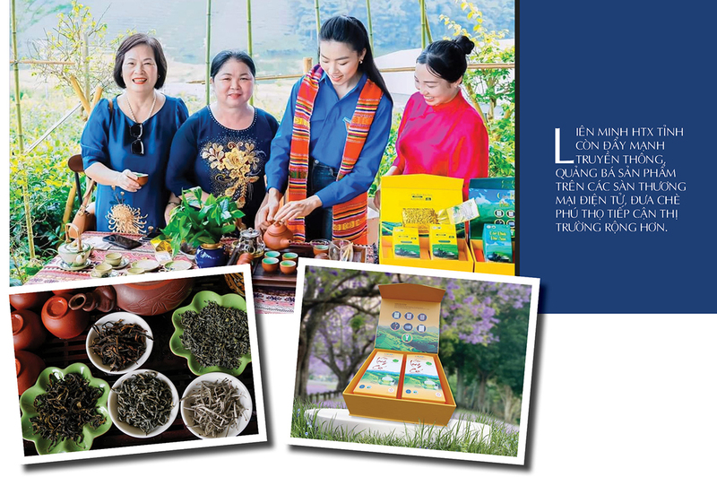 Longform | Thương hiệu chè Phú Thọ: Giá trị Okvip - liên minh giải trí #1 thế giới hà nội từ bàn tay đồng bào  - 7