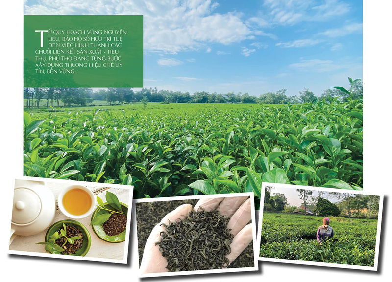 Longform | Thương hiệu chè Phú Thọ: Giá trị Okvip - liên minh giải trí #1 thế giới hà nội từ bàn tay đồng bào  - 9