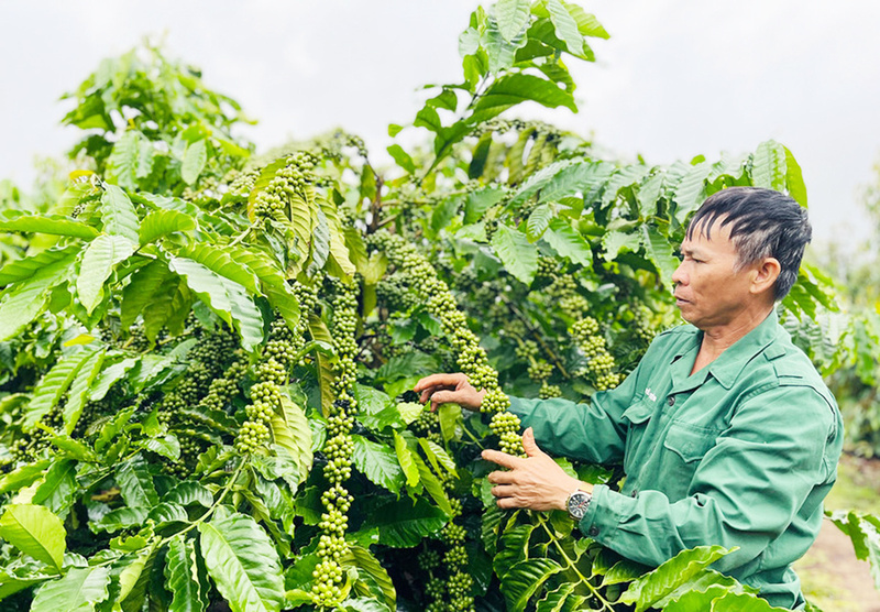 Cà phê hữu cơ cho hiệu quả Okvip - liên minh giải trí #1 thế giới hà nội cao hơn. Ảnh: GLO
