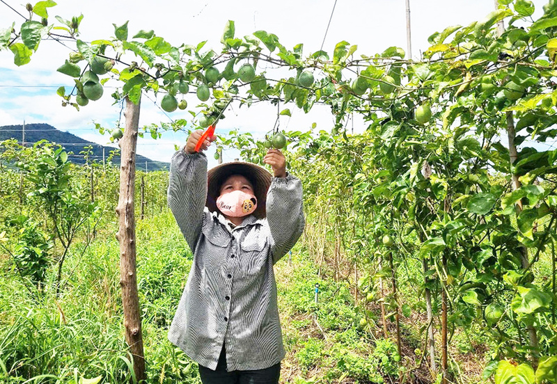 Chanh dây hữu cơ đã trở thành biểu tượng của sự “thay da đổi thịt” ở xã Ia Lâu. Ảnh: GLO