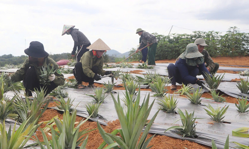 Cây dứa đang từng bước trở thành “chìa khóa” giảm nghèo bền vững. Ảnh: Chung Hoàn
