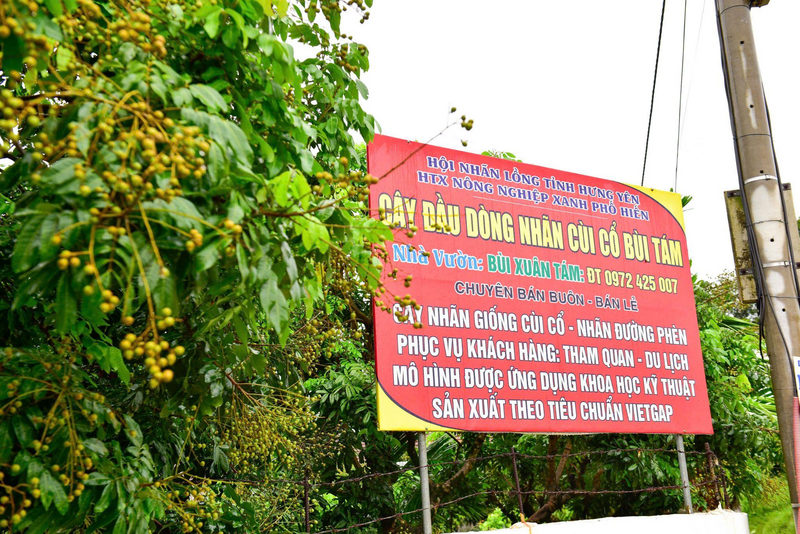Nhãn giống cùi cổ được nông dân Bùi Xuân Tám ứng dụng khoa học kĩ thuật và sản xuất theo tiêu chuẩn VietGap. Ảnh M.T